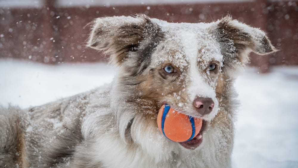 Tipps Hund sicher und gesund durch den Winter 1